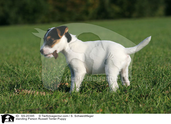 Parson Russell Terrier Welpe / Parson Russell Terrier Puppy / SS-20395