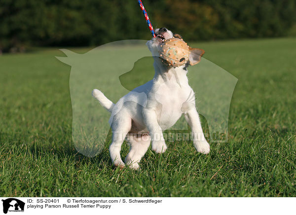Parson Russell Terrier Welpe / Parson Russell Terrier Puppy / SS-20401