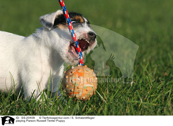 Parson Russell Terrier Welpe / Parson Russell Terrier Puppy / SS-20408
