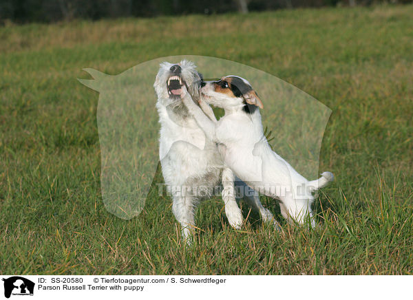 Parson Russell Terrier mit Welpe / Parson Russell Terrier with puppy / SS-20580
