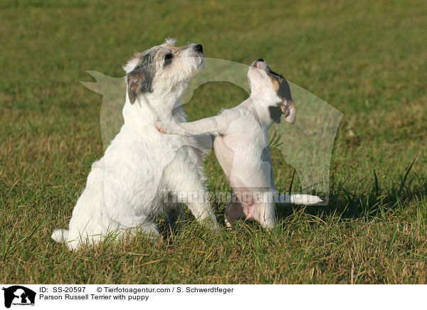 Parson Russell Terrier with puppy / SS-20597