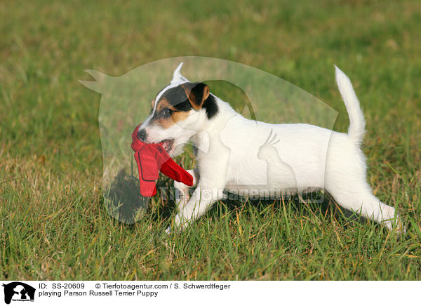 Parson Russell Terrier Welpe / Parson Russell Terrier Puppy / SS-20609