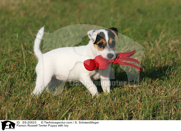 Parson Russell Terrier Welpe / Parson Russell Terrier Puppy / SS-20623