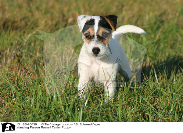Parson Russell Terrier Welpe / Parson Russell Terrier Puppy / SS-20639