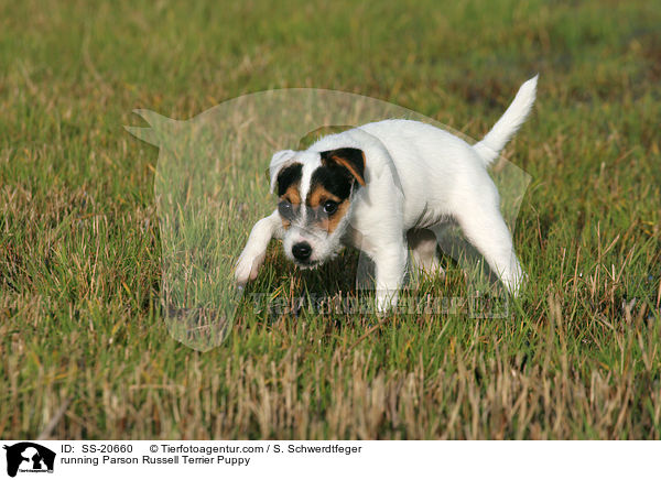 running Parson Russell Terrier Puppy / SS-20660