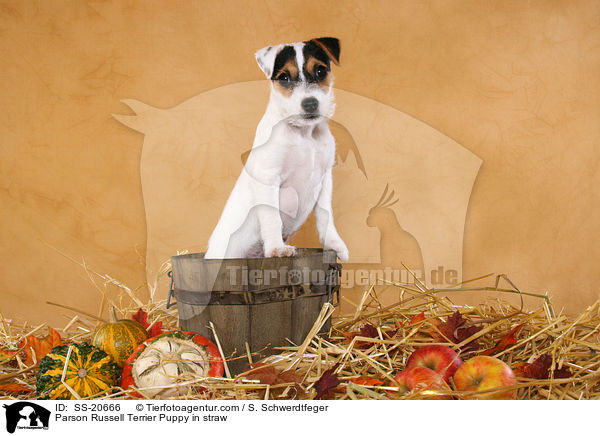 Parson Russell Terrier Welpe / Parson Russell Terrier Puppy / SS-20666