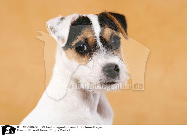 Parson Russell Terrier Welpe / Parson Russell Terrier Puppy / SS-20679