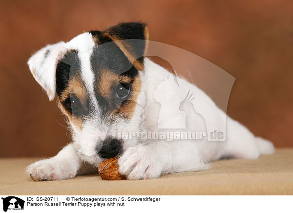 Parson Russell Terrier Welpe spielt mit Nuss / Parson Russell Terrier Puppy plays with nut / SS-20711
