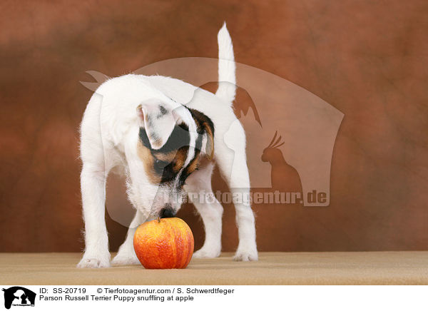 Parson Russell Terrier Welpe schnuppert an Apfel / Parson Russell Terrier Puppy snuffling at apple / SS-20719