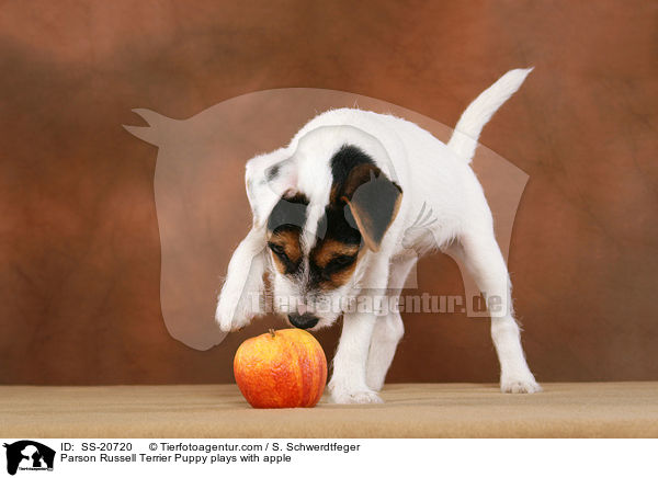 Parson Russell Terrier Welpe spielt mit Apfel / Parson Russell Terrier Puppy plays with apple / SS-20720