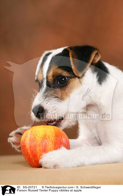 Parson Russell Terrier Welpe knabbert an Apfel / Parson Russell Terrier Puppy nibbles at apple / SS-20721