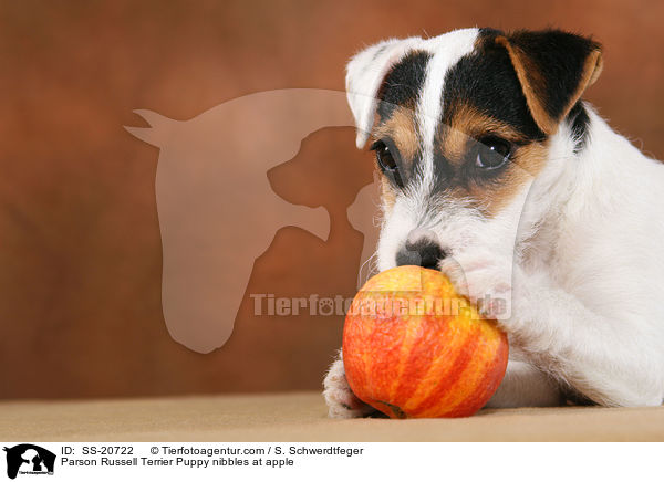Parson Russell Terrier Welpe knabbert an Apfel / Parson Russell Terrier Puppy nibbles at apple / SS-20722