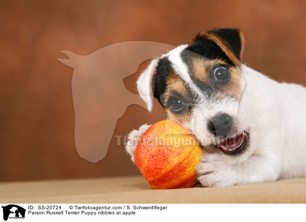 Parson Russell Terrier Welpe knabbert an Apfel / Parson Russell Terrier Puppy nibbles at apple / SS-20724