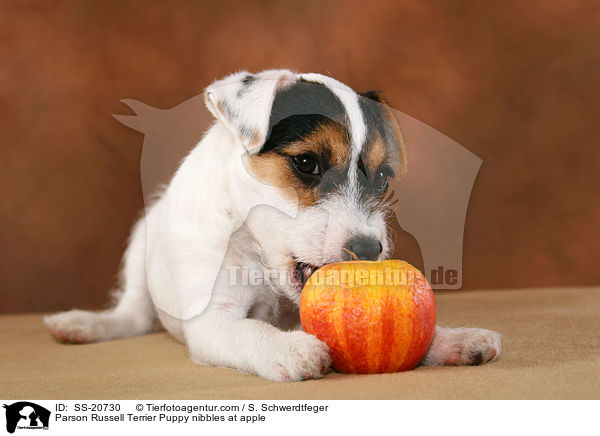 Parson Russell Terrier Welpe knabbert an Apfel / Parson Russell Terrier Puppy nibbles at apple / SS-20730