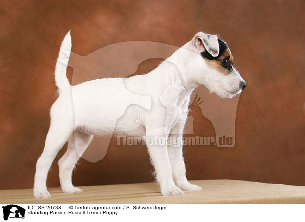 stehender Parson Russell Terrier Welpe / standing Parson Russell Terrier Puppy / SS-20738