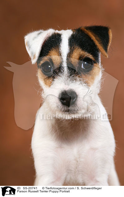 Parson Russell Terrier Welpe Portrait / Parson Russell Terrier Puppy Portrait / SS-20741