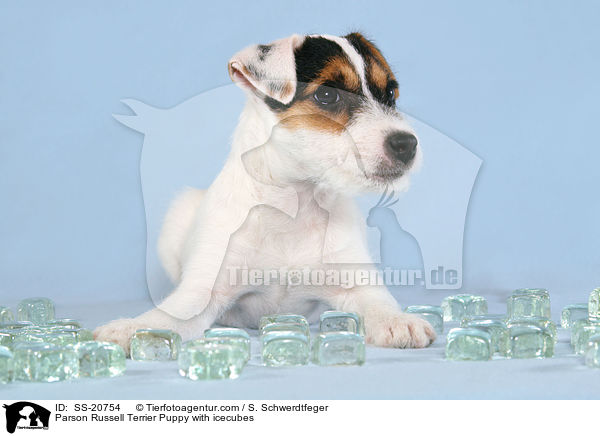 Parson Russell Terrier Welpe mit Eiswrfeln / Parson Russell Terrier Puppy with icecubes / SS-20754