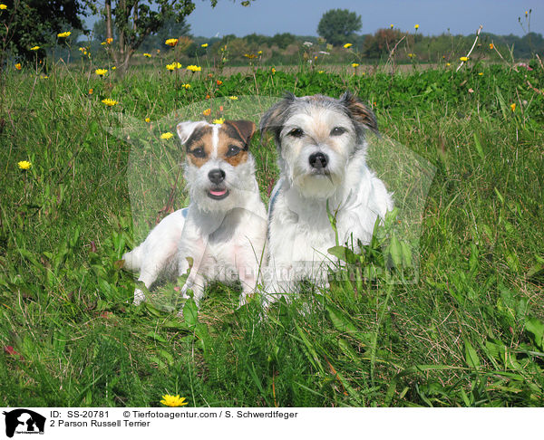 2 Parson Russell Terrier / 2 Parson Russell Terrier / SS-20781