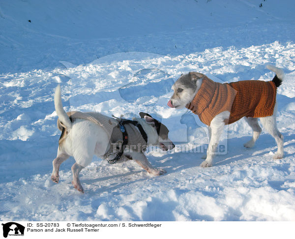 Parson und Jack Russell Terrier / Parson and Jack Russell Terrier / SS-20783