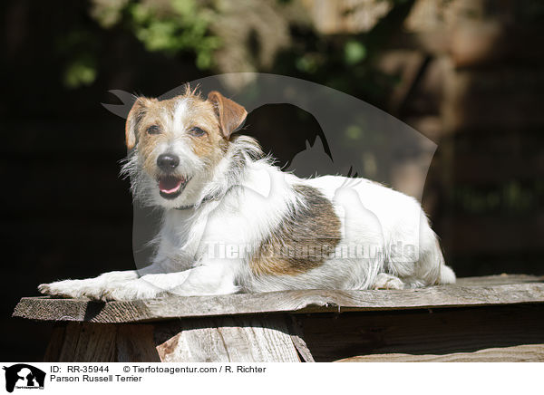 Parson Russell Terrier / Parson Russell Terrier / RR-35944