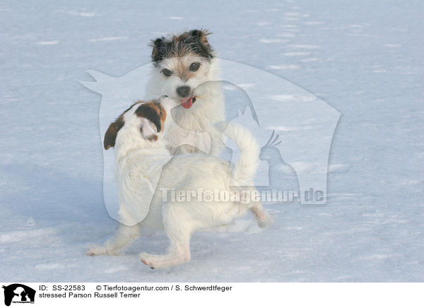 genervter Parson Russell Terrier / stressed Parson Russell Terrier / SS-22583