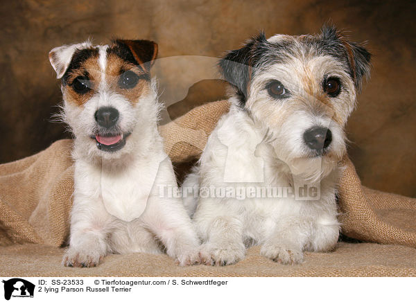 2 Parson Russell Terrier / 2 Parson Russell Terrier / SS-23533