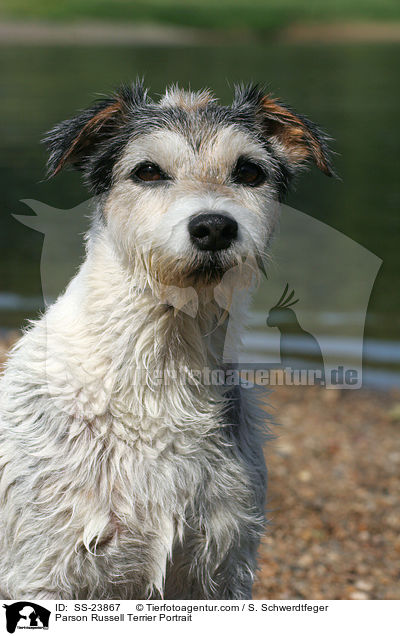 Parson Russell Terrier Portrait / Parson Russell Terrier Portrait / SS-23867