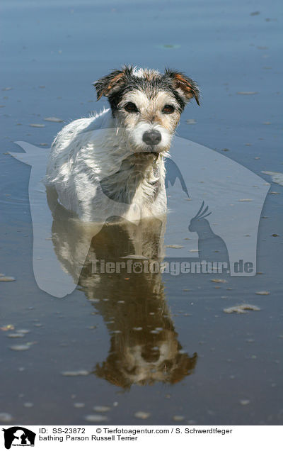 badender Parson Russell Terrier / bathing Parson Russell Terrier / SS-23872