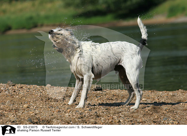 Parson Russell Terrier schttelt sich / shaking Parson Russell Terrier / SS-23875
