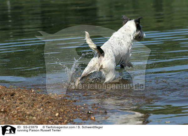 rennender Parson Russell Terrier / running Parson Russell Terrier / SS-23879