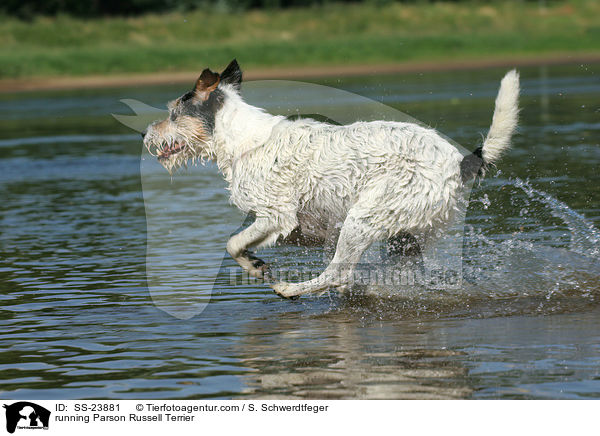 rennender Parson Russell Terrier / running Parson Russell Terrier / SS-23881
