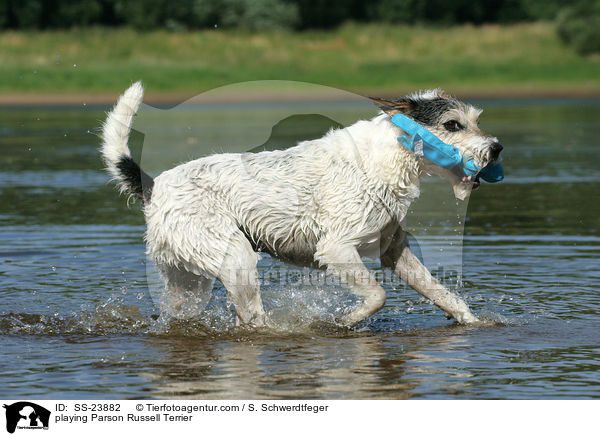 spielender Parson Russell Terrier / playing Parson Russell Terrier / SS-23882