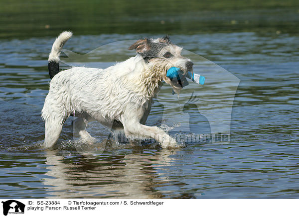 spielender Parson Russell Terrier / playing Parson Russell Terrier / SS-23884