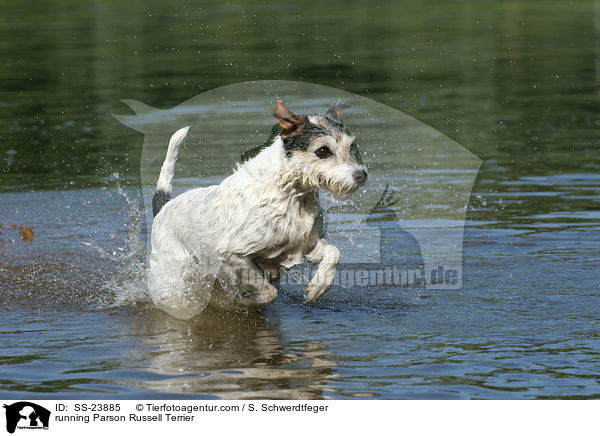 rennender Parson Russell Terrier / running Parson Russell Terrier / SS-23885