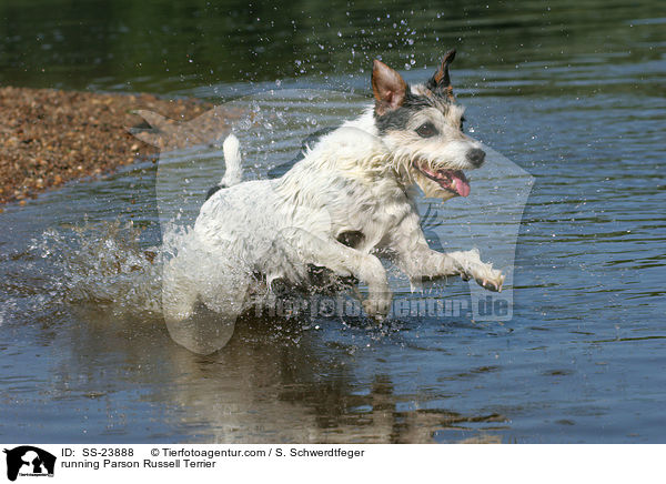 rennender Parson Russell Terrier / running Parson Russell Terrier / SS-23888