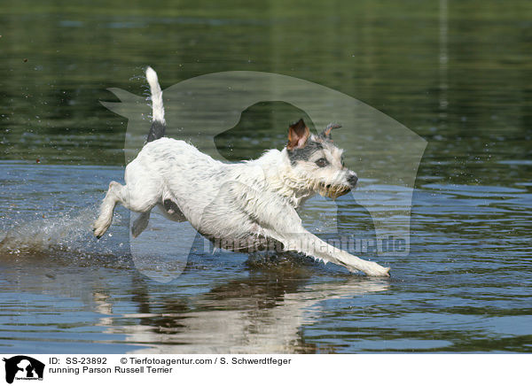 rennender Parson Russell Terrier / running Parson Russell Terrier / SS-23892