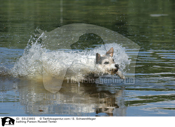 badender Parson Russell Terrier / bathing Parson Russell Terrier / SS-23893