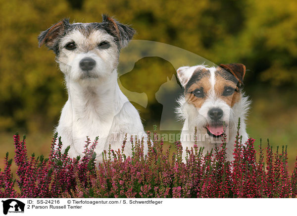 2 Parson Russell Terrier / 2 Parson Russell Terrier / SS-24216