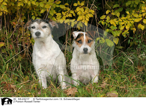 2 Parson Russell Terrier / 2 Parson Russell Terrier / SS-24217