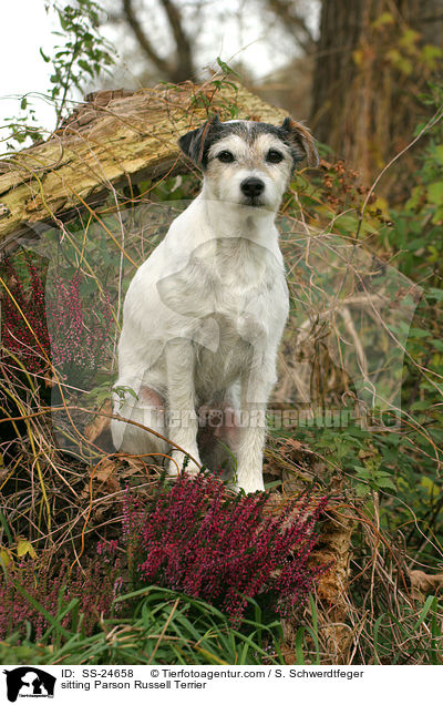 sitzender Parson Russell Terrier / sitting Parson Russell Terrier / SS-24658