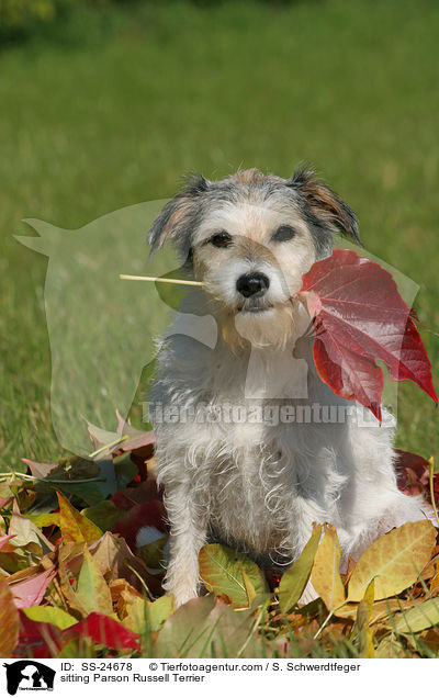 sitzender Parson Russell Terrier / sitting Parson Russell Terrier / SS-24678