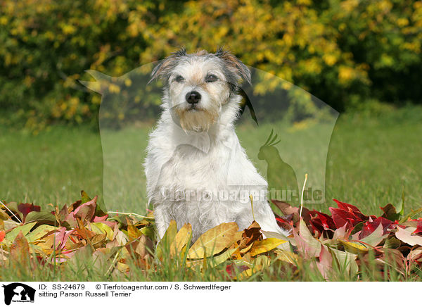 sitzender Parson Russell Terrier / sitting Parson Russell Terrier / SS-24679