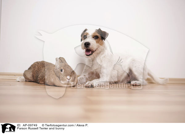 Parson Russell Terrier und Kaninchen / Parson Russell Terrier and bunny / AP-09749