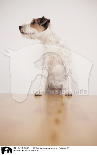 Parson Russell Terrier / Parson Russell Terrier / AP-09764