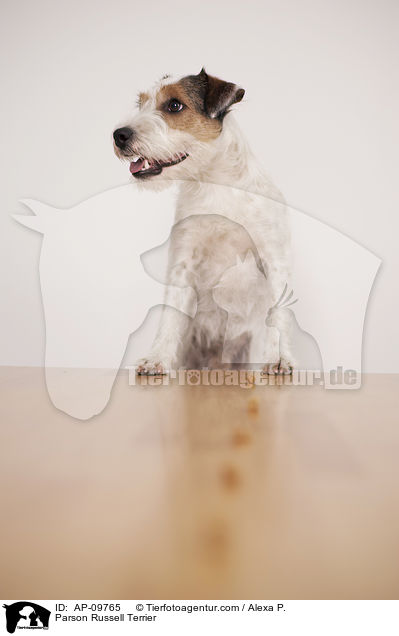Parson Russell Terrier / Parson Russell Terrier / AP-09765
