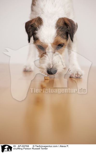 schnuppernder Parson Russell Terrier / snuffling Parson Russell Terrier / AP-09766
