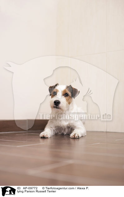 liegender Parson Russell Terrier / lying Parson Russell Terrier / AP-09772