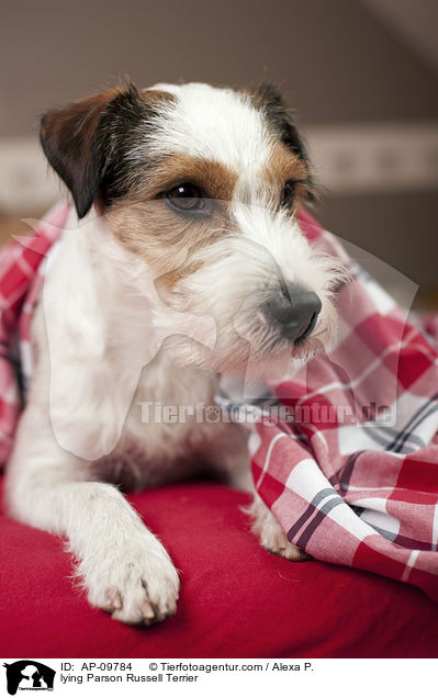 liegender Parson Russell Terrier / lying Parson Russell Terrier / AP-09784