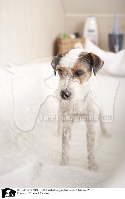 Parson Russell Terrier wird geduscht / Parson Russell Terrier / AP-09793