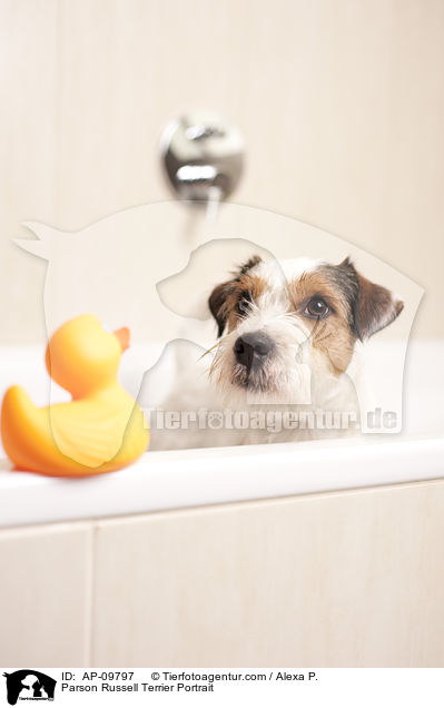 Parson Russell Terrier Portrait / Parson Russell Terrier Portrait / AP-09797